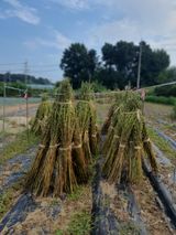 팜모닝 참깨·자유게시판 게시글 이미지