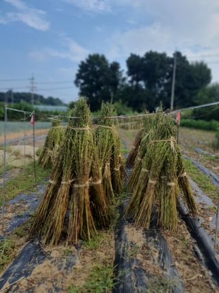 승리호님의 참깨 · 자유게시판 작성글 사진