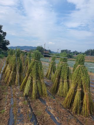 승리호님의 참깨 · 자유게시판 작성글 사진