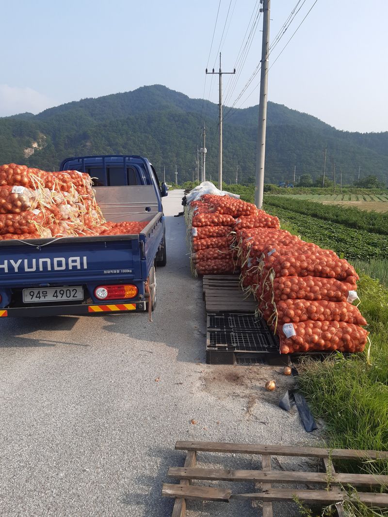 장터 상품 [흰양파 350망적양파 30망한망20키로] 썸네일