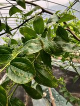 팜모닝 기타작물·병해충상담 게시글 이미지