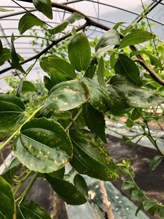 꽃이흐르는산골이은영님의 기타작물 · 병해충상담 작성글 사진