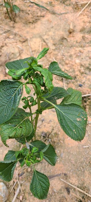 박우형님의 들깨 · 자유게시판 작성글 사진