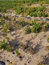 팜모닝 기타작물·병해충상담 게시글 이미지