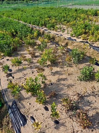 최종림님의 기타작물 · 병해충상담 작성글 사진