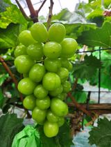 팜모닝 장터이야기·자유게시판 게시글 이미지