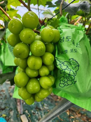 터골농장님의 장터이야기 · 자유게시판 작성글 사진