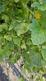 팜모닝 호박·병해충상담 게시글 이미지