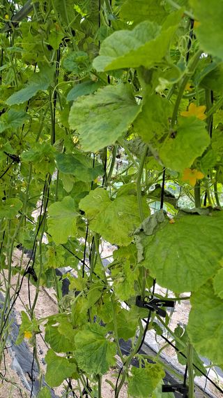 이진우님의 호박 · 병해충상담 작성글 사진