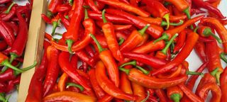 맹철영님의 고추 · 수확 작성글 사진