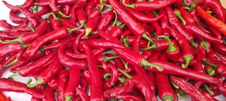 맹철영님의 고추 · 수확 작성글 사진