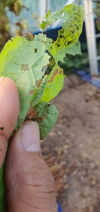 박진욱님의 기타작물 · 병해충상담 작성글 사진