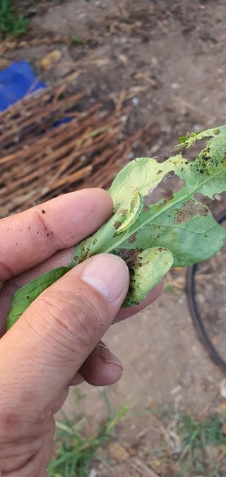 박진욱님의 기타작물 · 병해충상담 작성글 사진