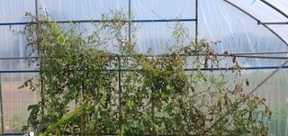 박진욱님의 기타작물 · 병해충상담 작성글 사진