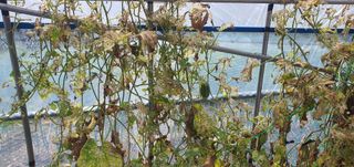 박진욱님의 기타작물 · 병해충상담 작성글 사진