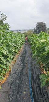 팜모닝 고추·수확 게시글 이미지