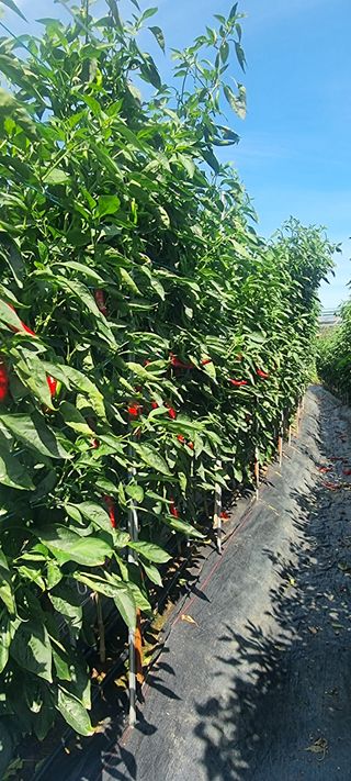 송미경님의 고추 · 수확 작성글 사진