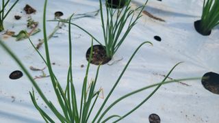 박준석님의 기타작물 · 병해충상담 작성글 사진