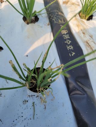 박준석님의 기타작물 · 병해충상담 작성글 사진