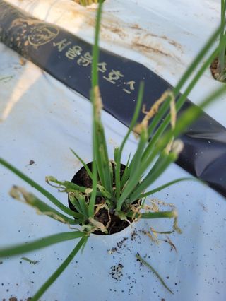 박준석님의 기타작물 · 병해충상담 작성글 사진