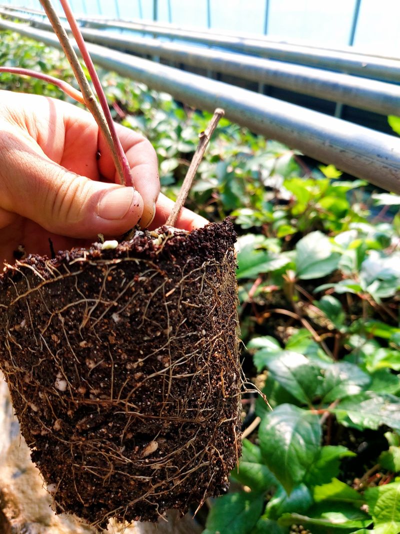 수국 은 나의희망님의 장터 판매 상품 [미국담쟁이] 첨부 사진