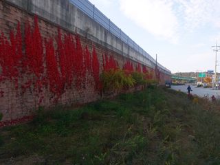 수국 은 나의희망님의 작성글 사진