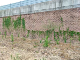 수국 은 나의희망님의 작성글 사진