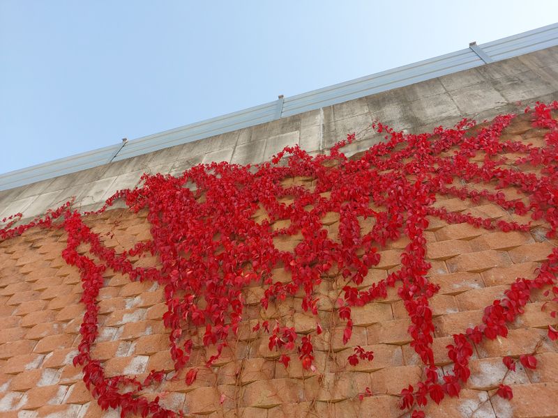 수국 은 나의희망님의 장터 판매 상품 [미국담쟁이] 첨부 사진