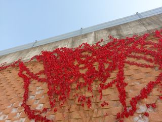 수국 은 나의희망님의 작성글 사진