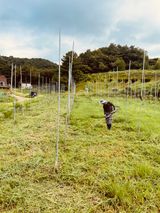 팜모닝 기타작물·영농일지 게시글 이미지