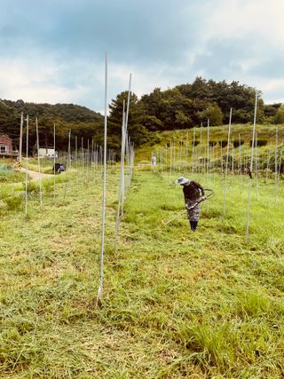 김회철님의 기타작물 · 영농일지 작성글 사진