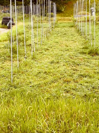 김회철님의 기타작물 · 영농일지 작성글 사진