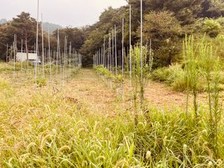 김회철님의 기타작물 · 영농일지 작성글 사진