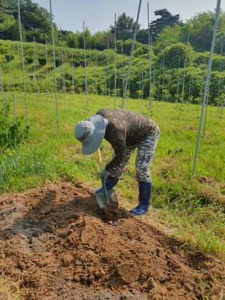 김회철님의 기타작물 · 영농일지 작성글 사진