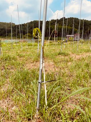 김회철님의 기타작물 · 영농일지 작성글 사진