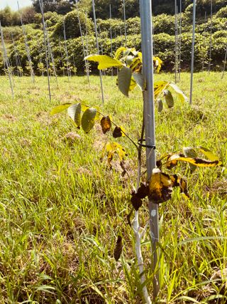 김회철님의 기타작물 · 영농일지 작성글 사진