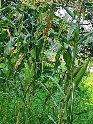 김회철님의 기타작물 · 영농일지 작성글 사진