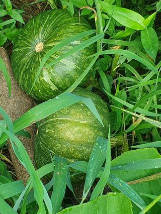 김회철님의 기타작물 · 영농일지 작성글 사진