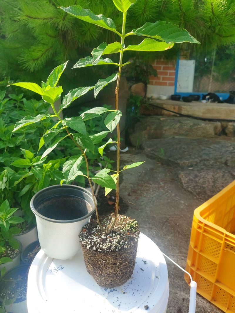 장터 상품 [목수국 라임라이트] 썸네일