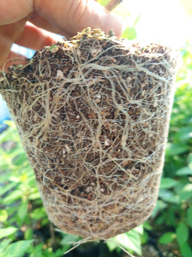 수국 은 나의희망님의 장터 판매 상품 [목수국 라임라이트] 첨부 사진