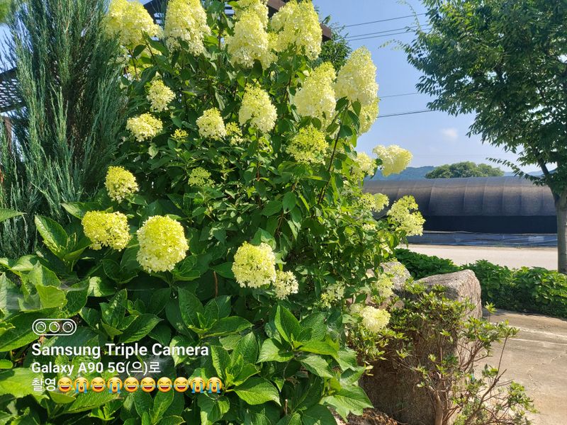 수국 은 나의희망님의 장터 판매 상품 [목수국 라임라이트] 첨부 사진