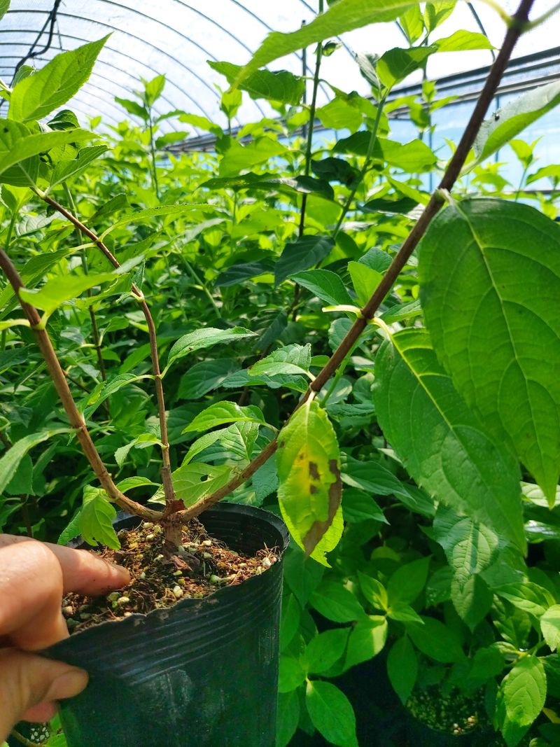 수국 은 나의희망님의 장터 판매 상품 [목수국 라임라이트] 첨부 사진