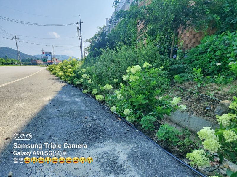 수국 은 나의희망님의 장터 판매 상품 [목수국 라임라이트] 첨부 사진