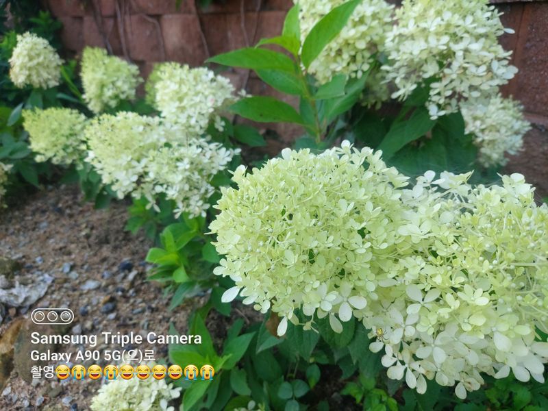 수국 은 나의희망님의 장터 판매 상품 [목수국 라임라이트] 첨부 사진