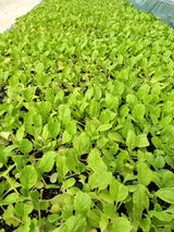 팜모닝 배추·파종•정식 게시글 이미지