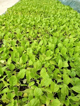 이영수님의 배추 · 파종•정식 작성글 사진