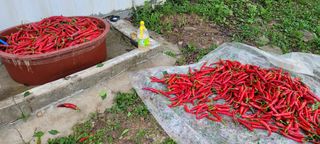 도시농부 박태영님의 고추 · 수확 작성글 사진