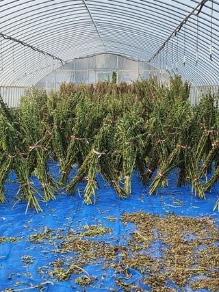 김연숙님의 참깨 · 자유게시판 작성글 사진