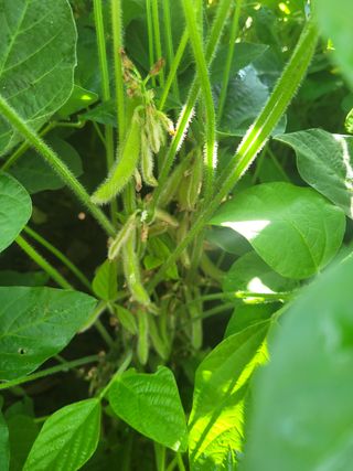 김연태님의 콩 · 영농일지 작성글 사진