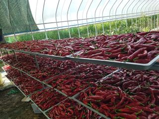 유영선님의 고추 · 영농일지 작성글 사진